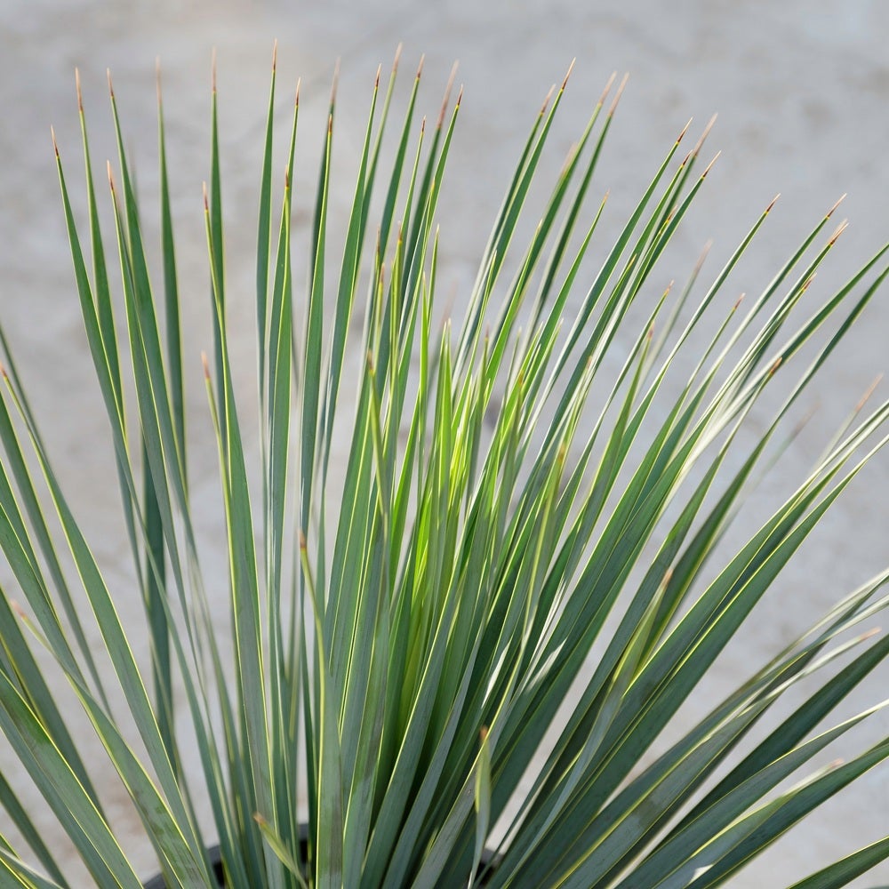 yucca rostrata-blade