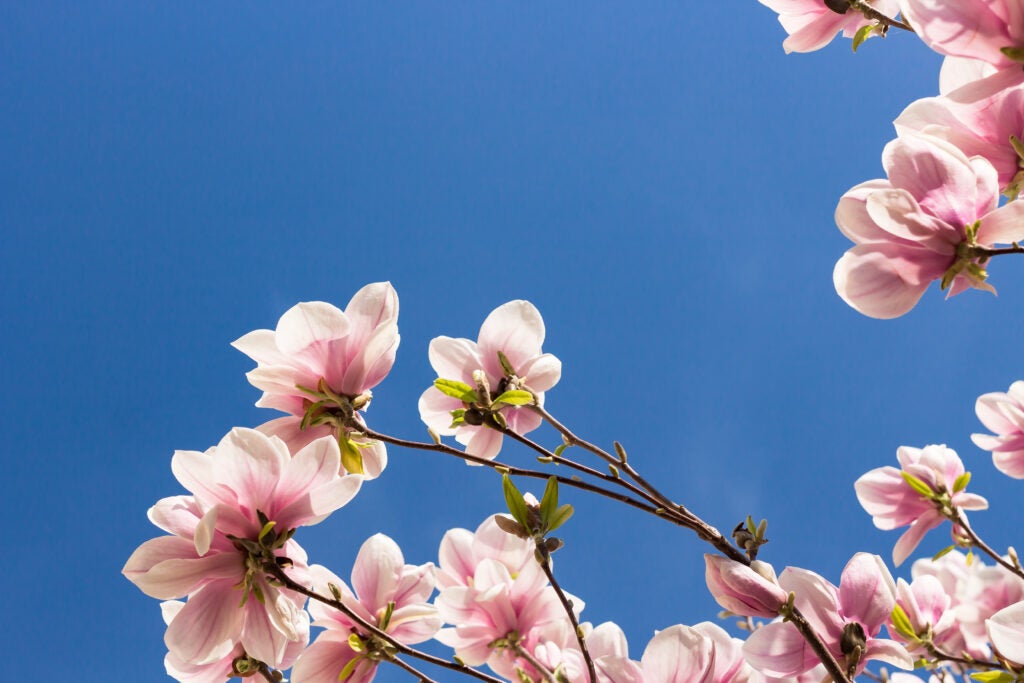 Magnolia blomster på træ