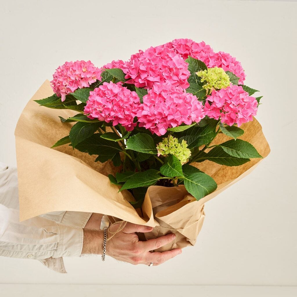pink hortensia