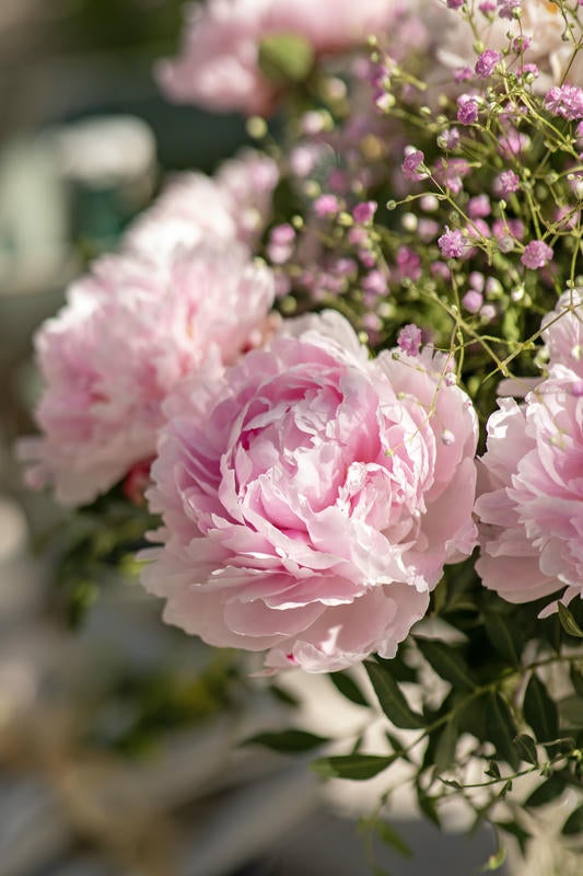 Lyserøde pæoner i buket closeup