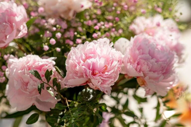 Lyserød pæonbuket closeup