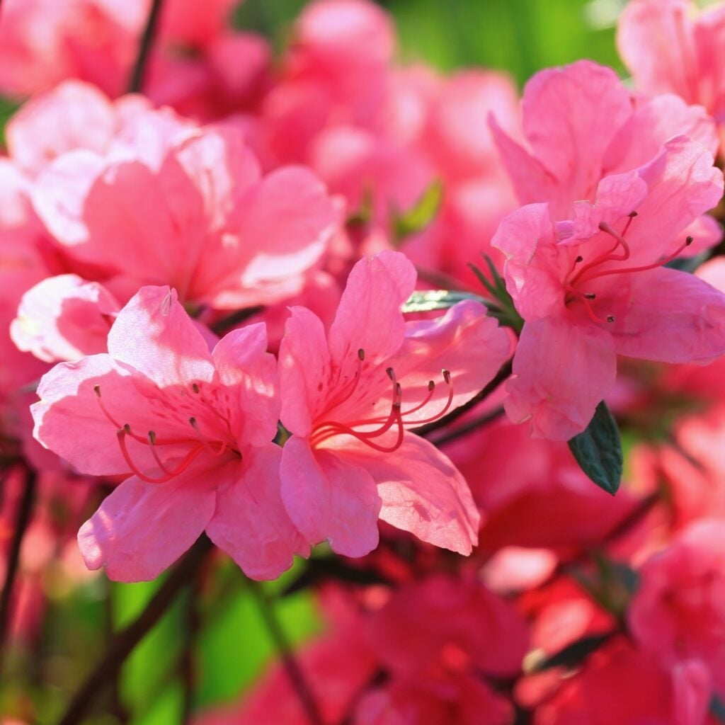 pink azalea