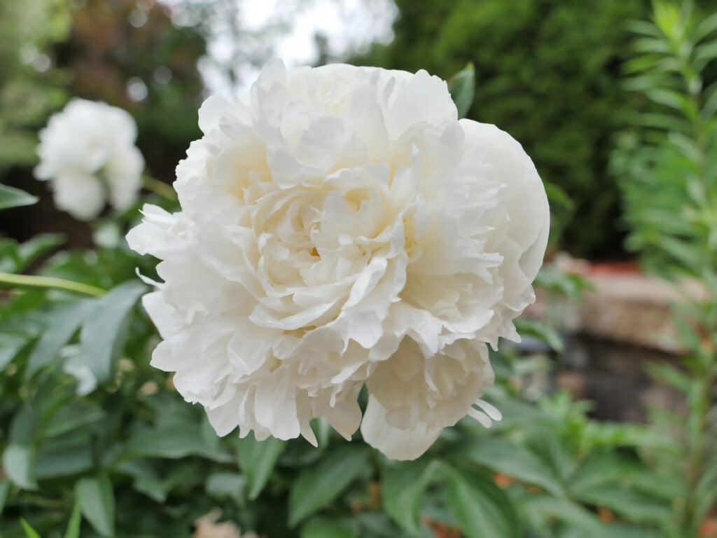 Paeonia Lactiflora Duchesse de Nemours hvid pæon sort i have