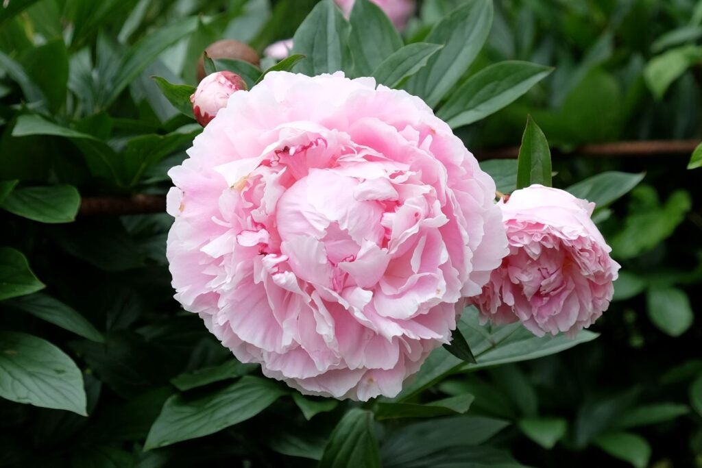 Sarah-Bernhardt pæon i haven