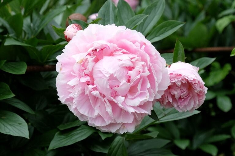 Pæon i haven: Hvor og hvordan plantes de for at optimere blomstringen?