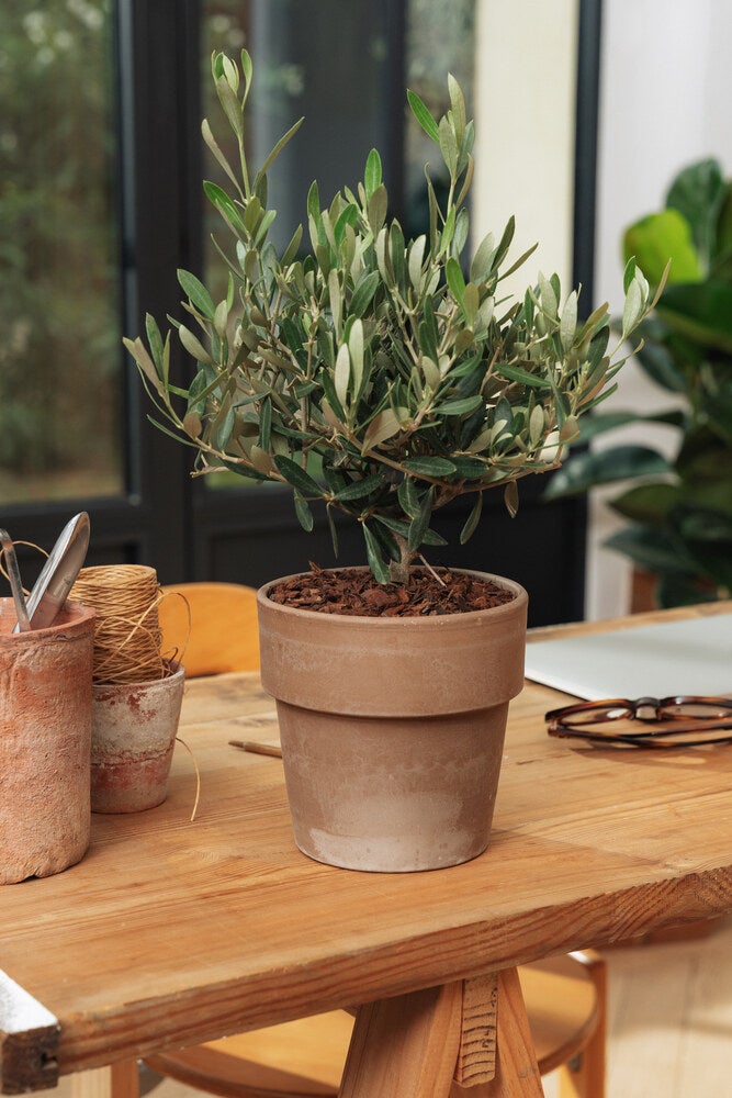 En smuk potteplante på et skrivebord