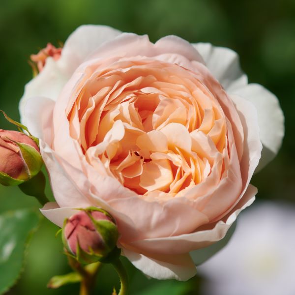 David Austin-rosen