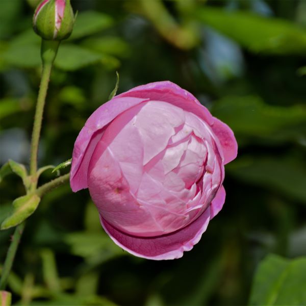 Bourbon Reine Victoria rose