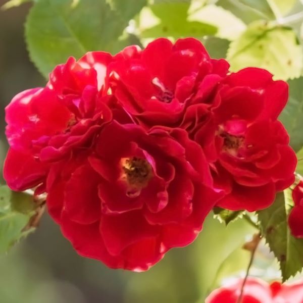 Rosa Carris-rosenbusken