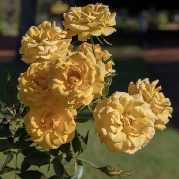 Gold medal rosen