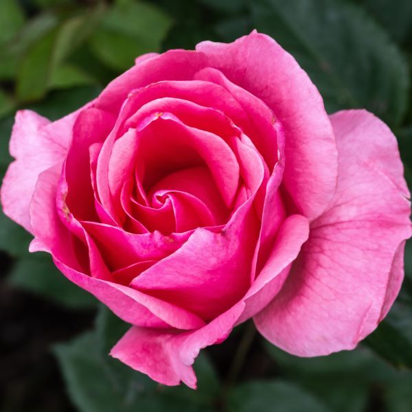 Queen Elizabeth rose