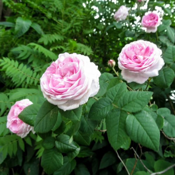 Queen of Denmark busk rose