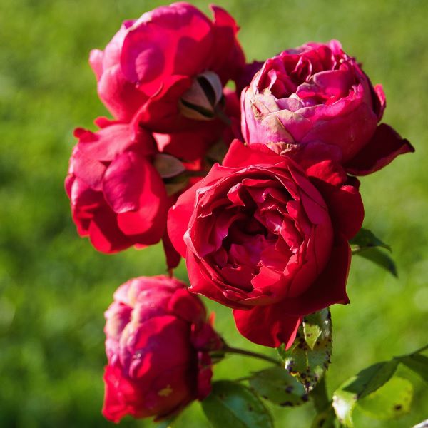 Red eden rose sort