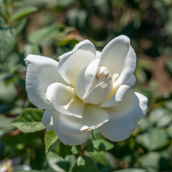 Hvid Sugar Moon rose