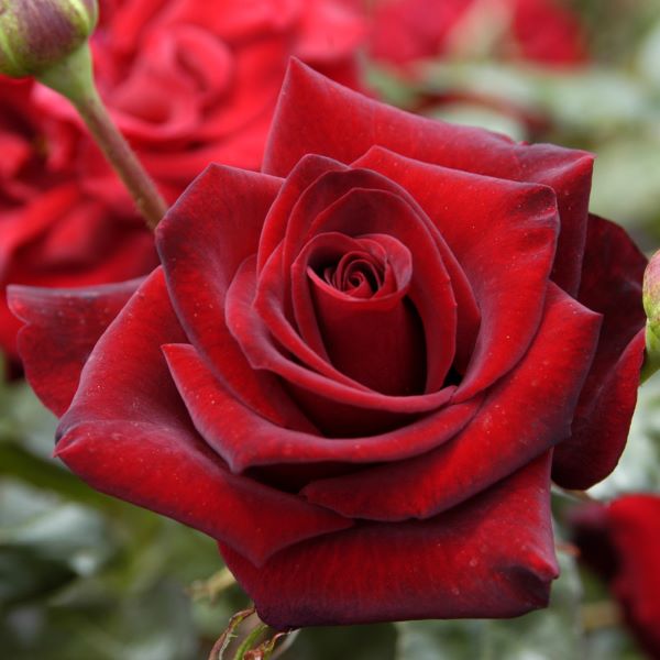 Black Beauty-rosen