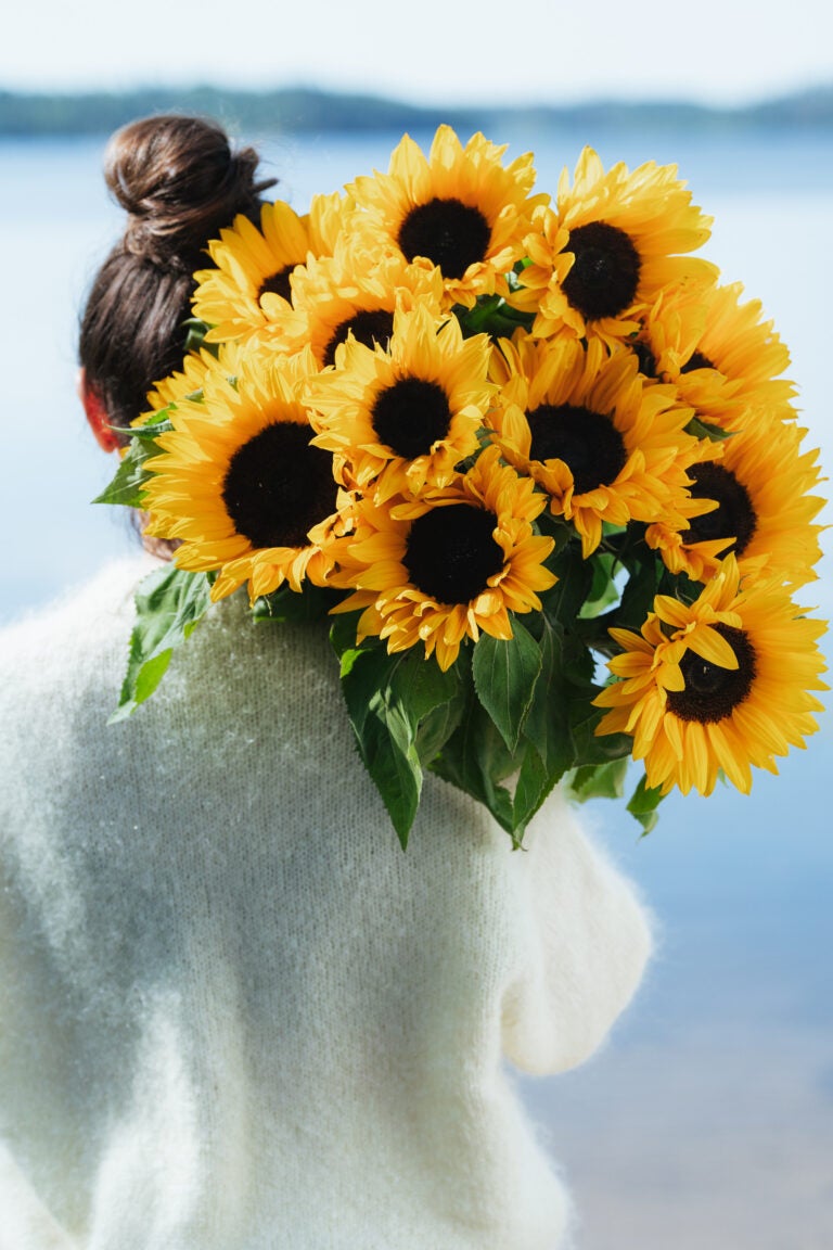 Blomster i august: Sommerens smukkeste blomstringer