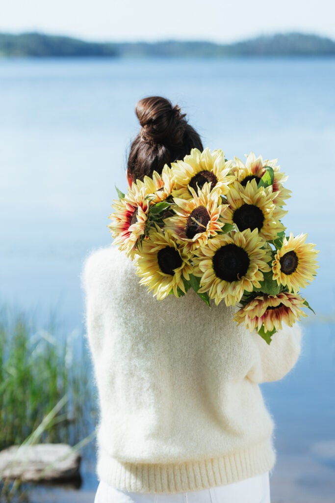 Hvornår blomstrer solsikker? Oplev solsikkesæsonen
