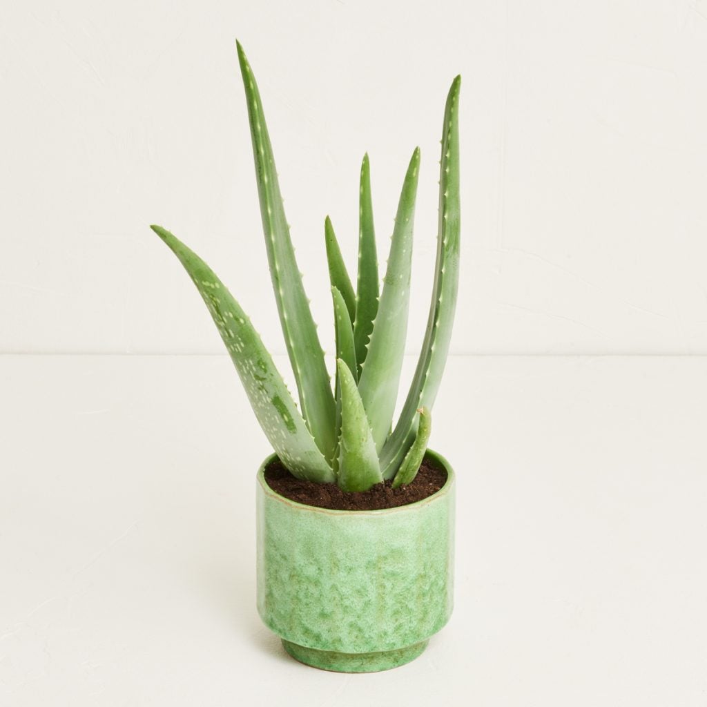 aloe vera i grøn potte