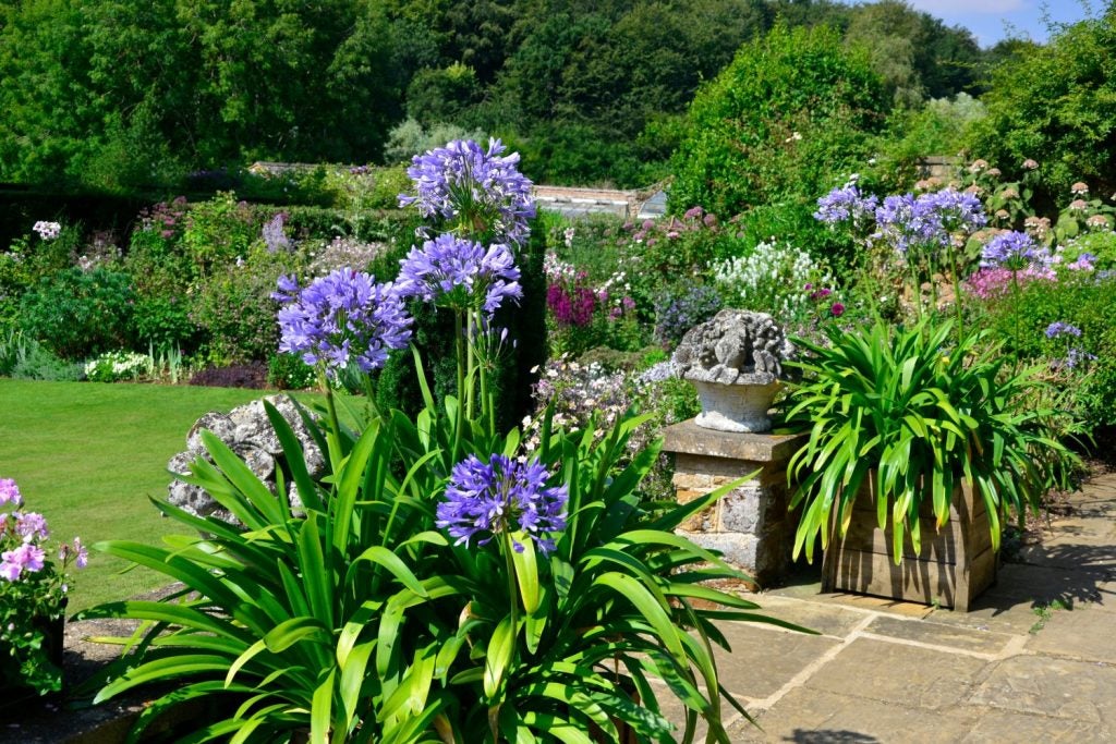 Skærmlilje (Agapanthus)