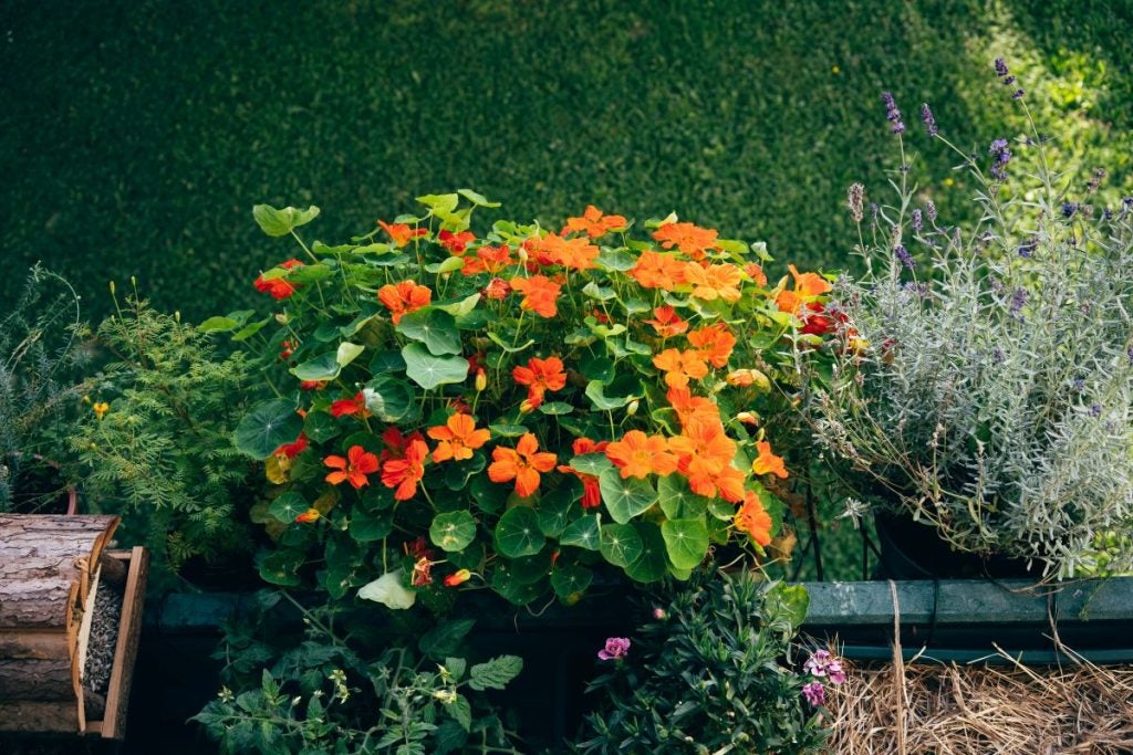 Orange blomster i altan kasse