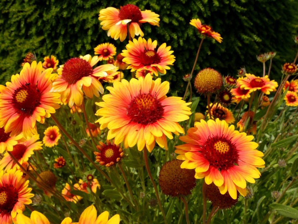 Kokardeblomst (Gaillardia) i orange nuance