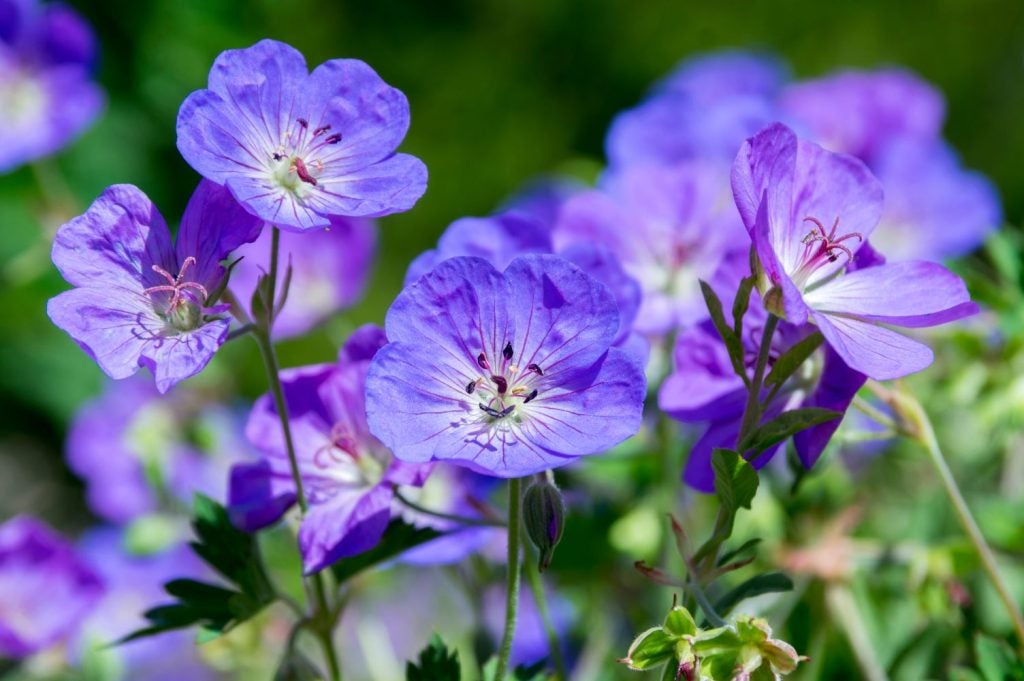 Geranium 'Rozanne' / storkenæb