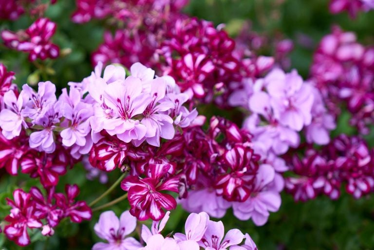 Staudegeranium i lyserøde og lilla nuancer