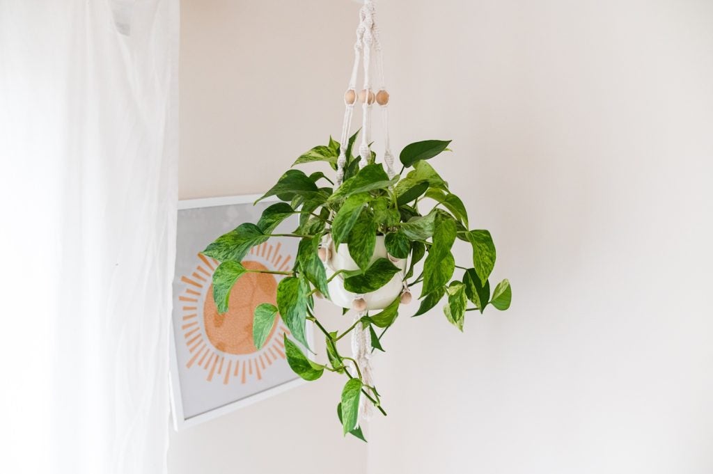 epipremnum aureum in a macrame