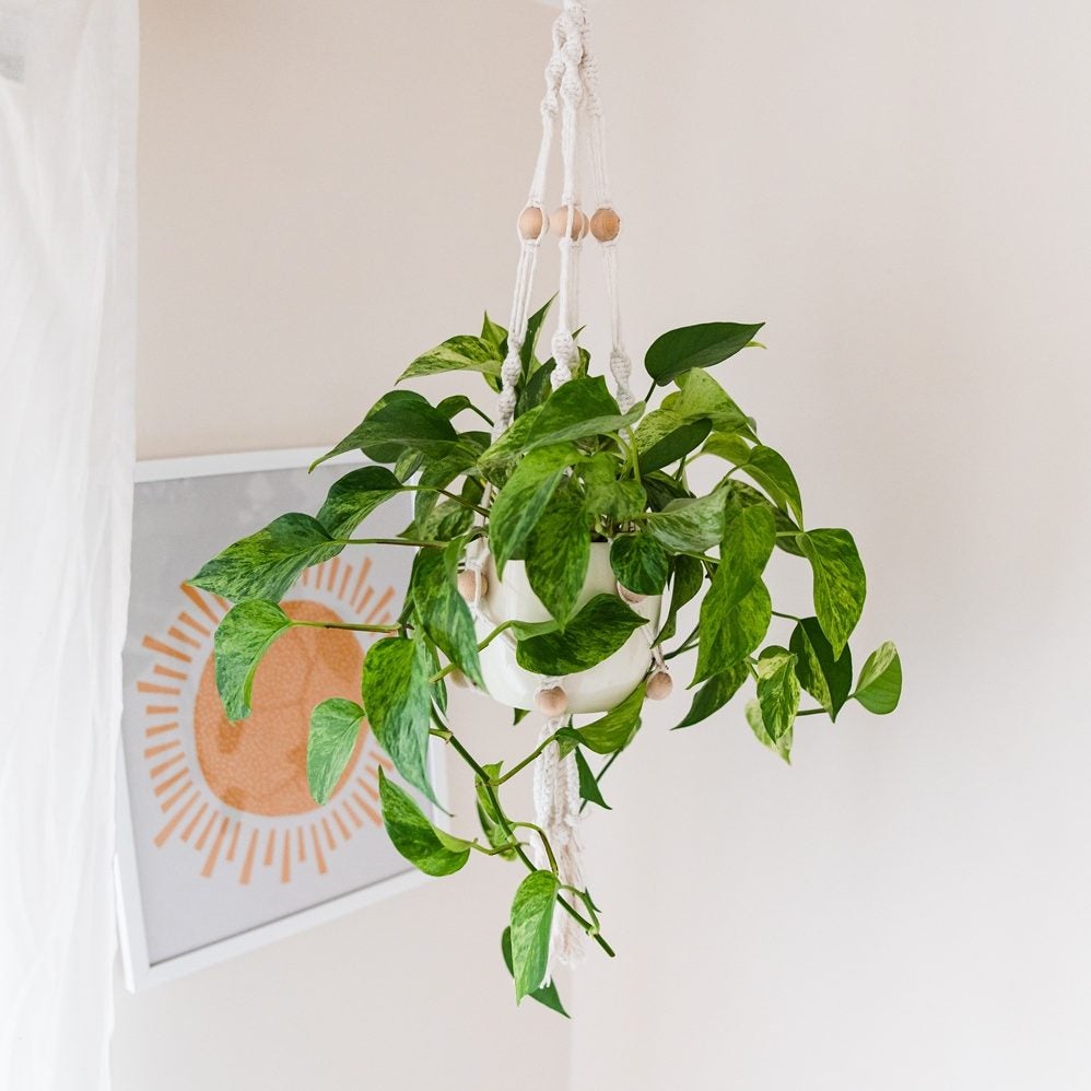 epipremnum aureum hængnede i en macrame krukke