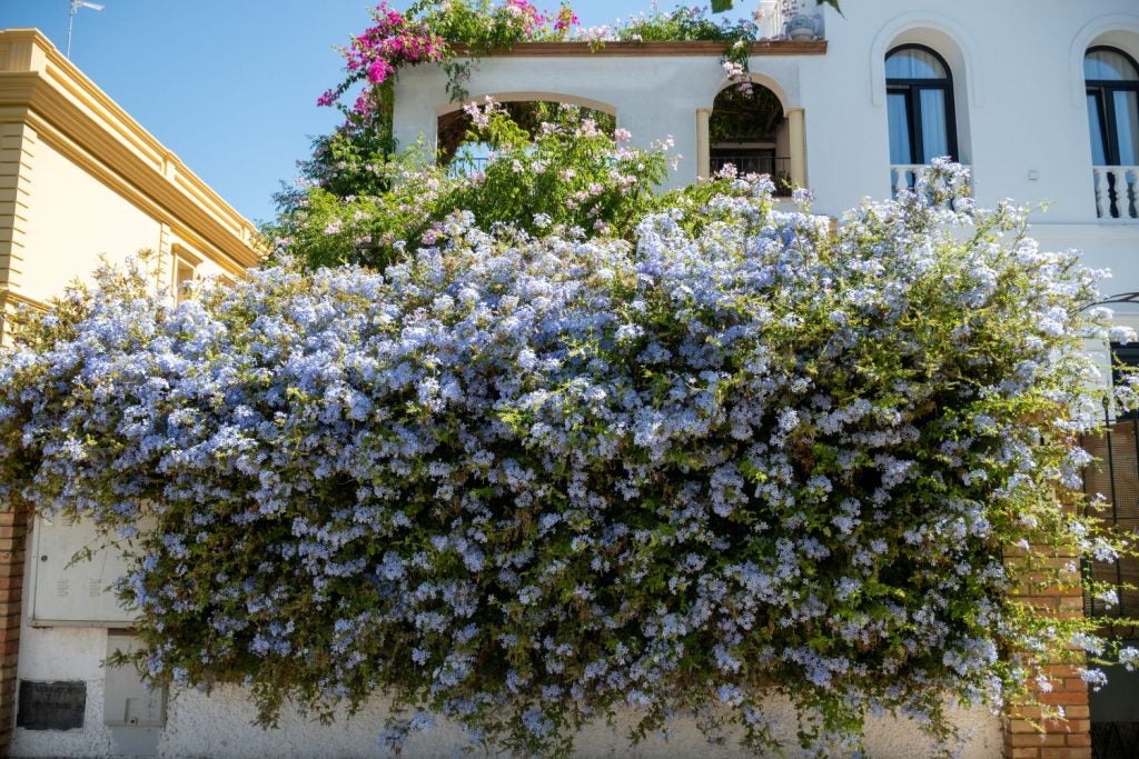 Hængende blå og blomstrende klatreplante