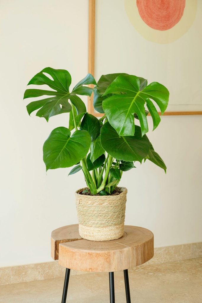 monstera i kurv krukke 