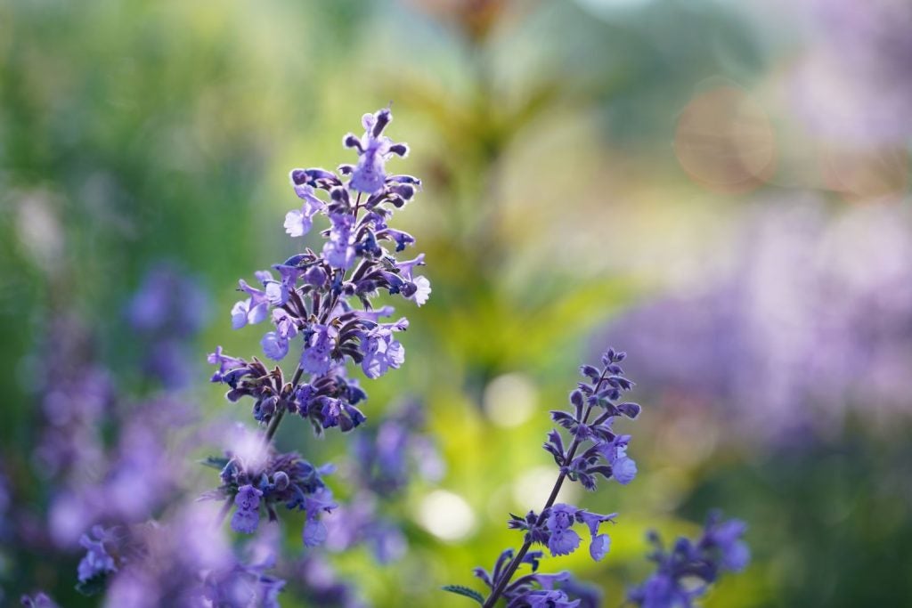 Katteurt (Nepeta)