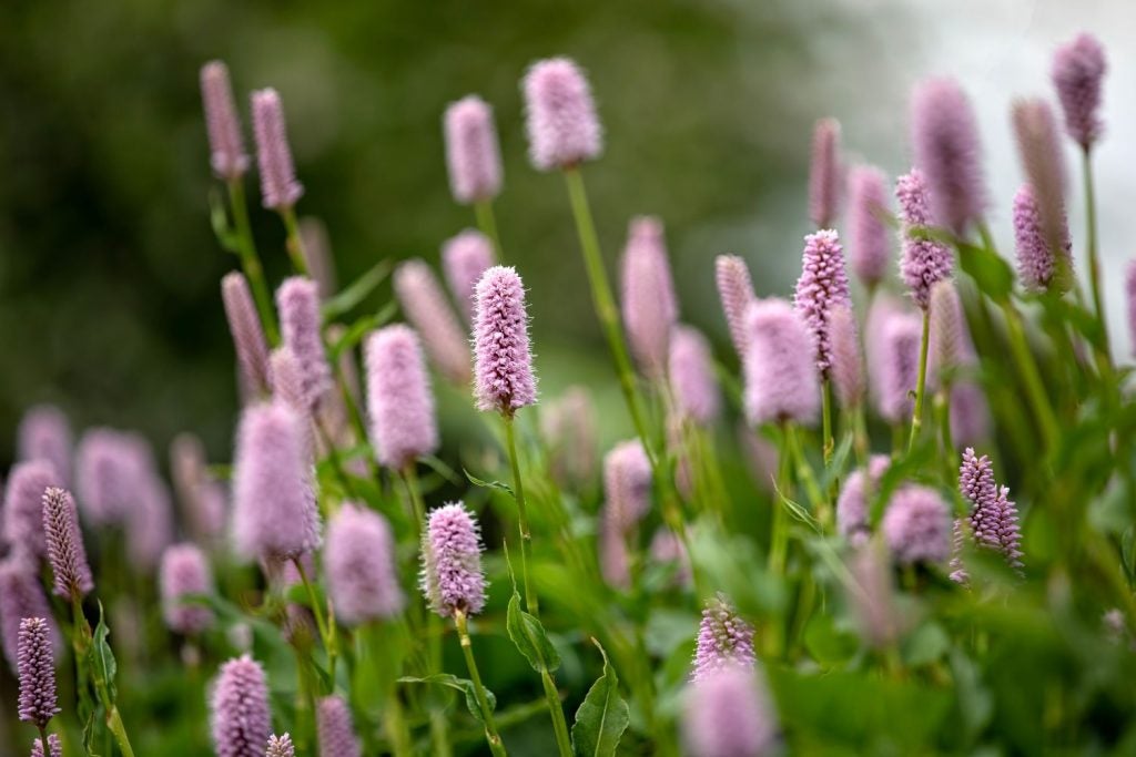 persicaria runcinata / pileurt