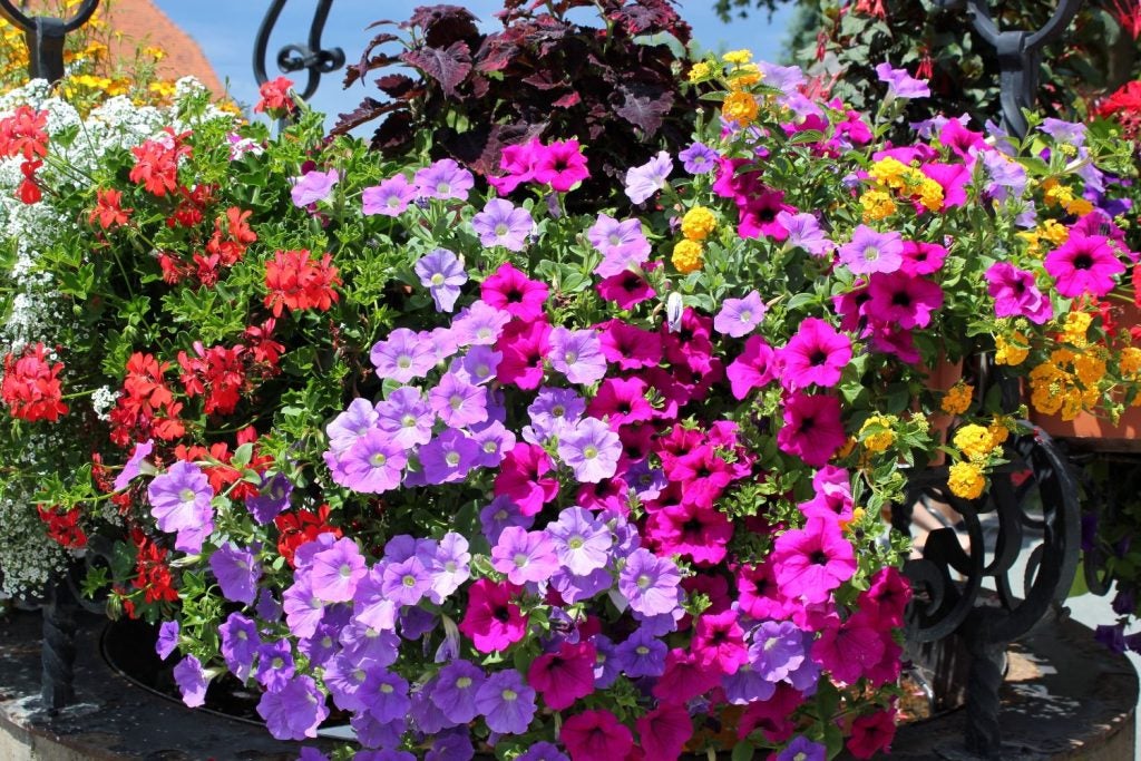 farvestrålende petunia