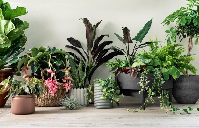 Luftrensende planter til dit hjem
