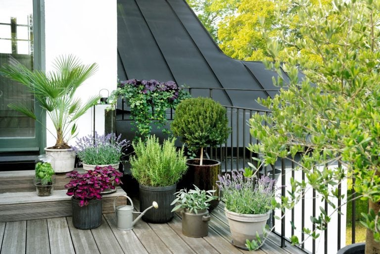 Grønne planter på terrasse
