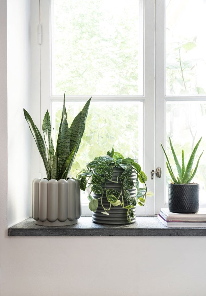 grønne planter i vindueskam