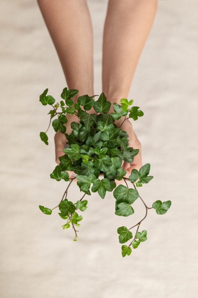 Hedera/Vedbend plante