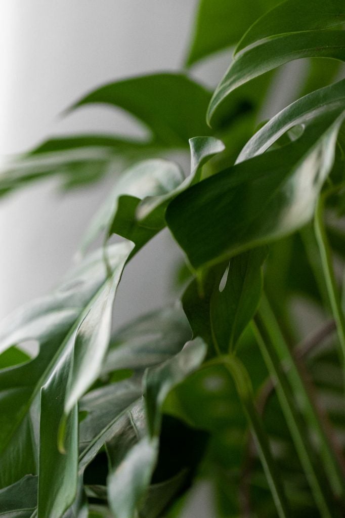 monstera closeup