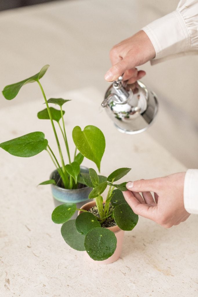 vanding af monstera og pilea plante