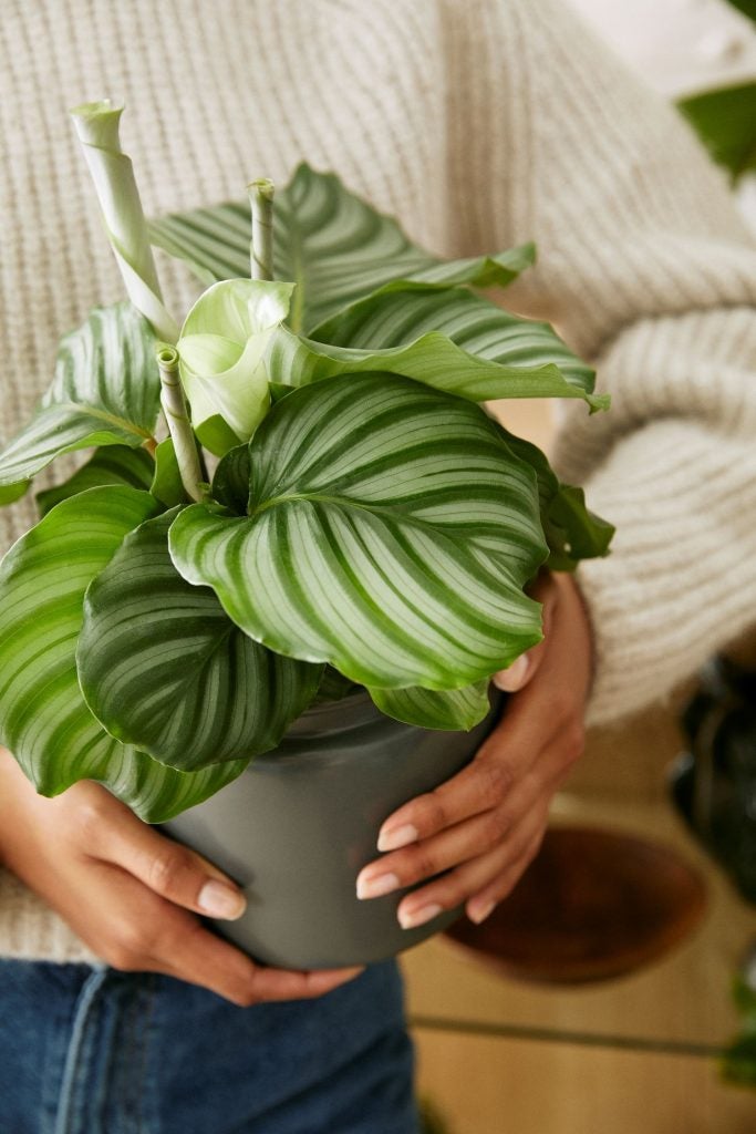Lilja Calathea Orbifolia