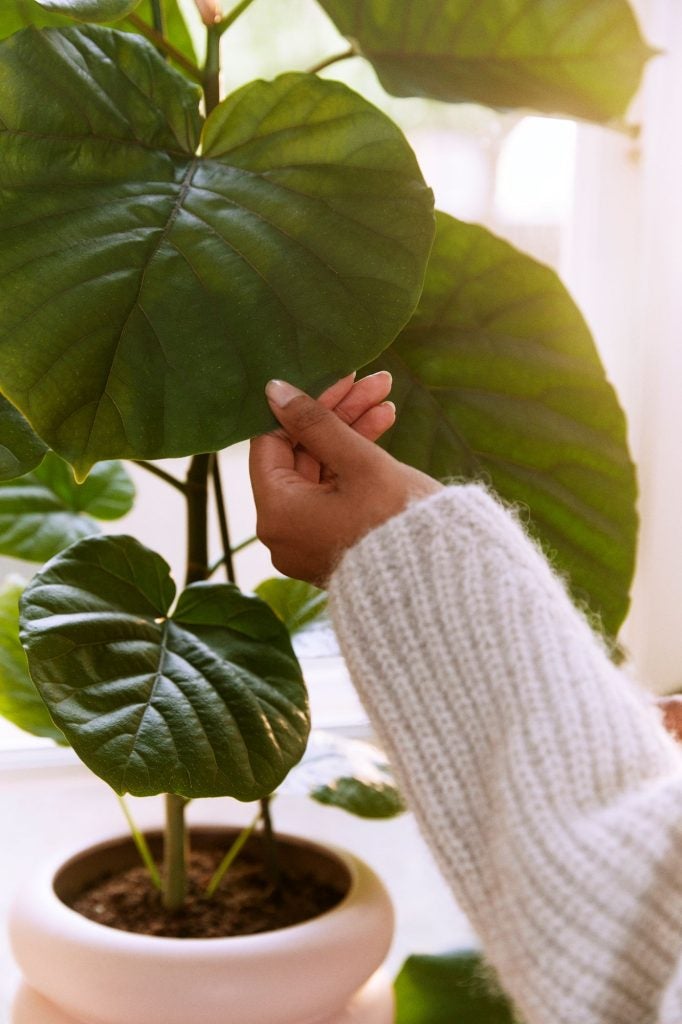 Ficus umbrella