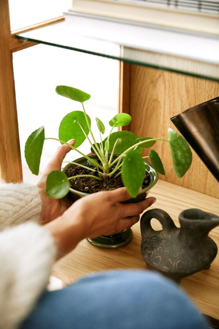 Fordele ved grønne planter i hjemmet