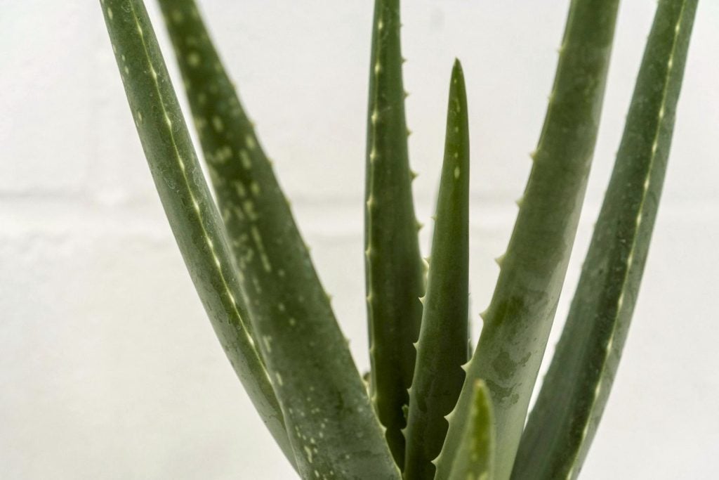 aloe vera closeup