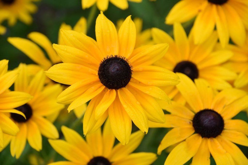 gul rudbeckia i bed