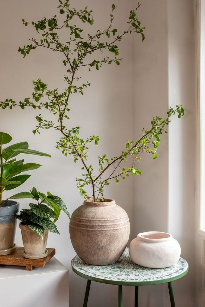Grønne planter i hjemmet