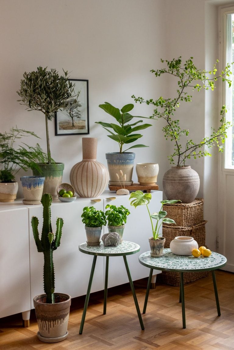 8 nemme stueplanter til begyndere