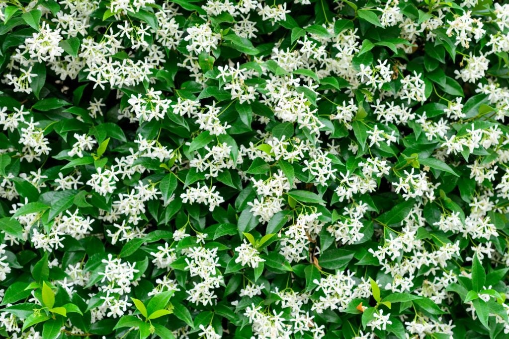 klatreplanten stjernejasmin i flot hvid