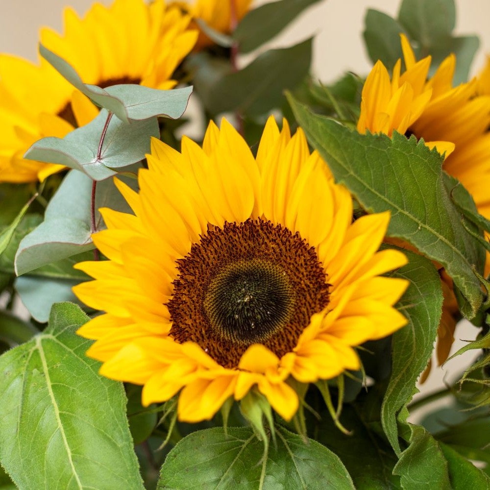 Solsikke closeup