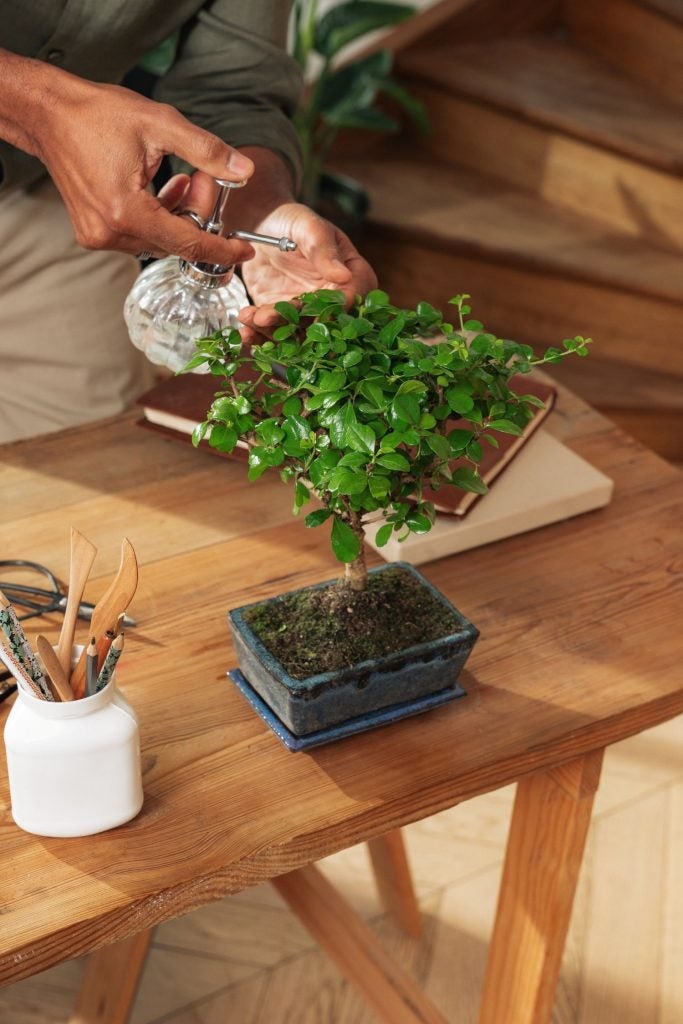 lille plante på skrivebord